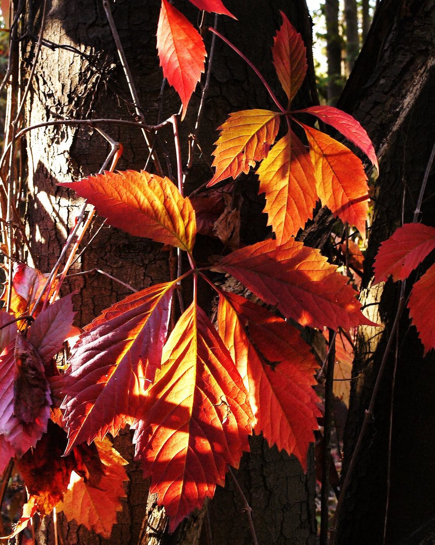 Herbstliche-Grüße für´s Wochenende (Kastanienblätter im Seitenlicht) 