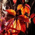 Herbstliche-Grüße für´s Wochenende (Kastanienblätter im Seitenlicht) 