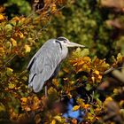 Herbstliche Grüße zum Mittwoch