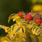 Herbstliche Hagebutte