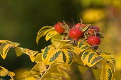 Herbstliche Hagebutte