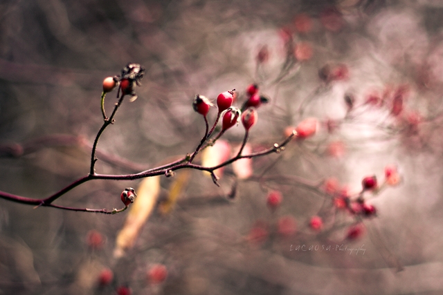 herbstliche Hagebutten