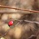 Herbstliche Hagebutten