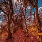 Herbstliche Hainbuchenallee  am Schloss Landestrost in Neustadt am Rübenberg