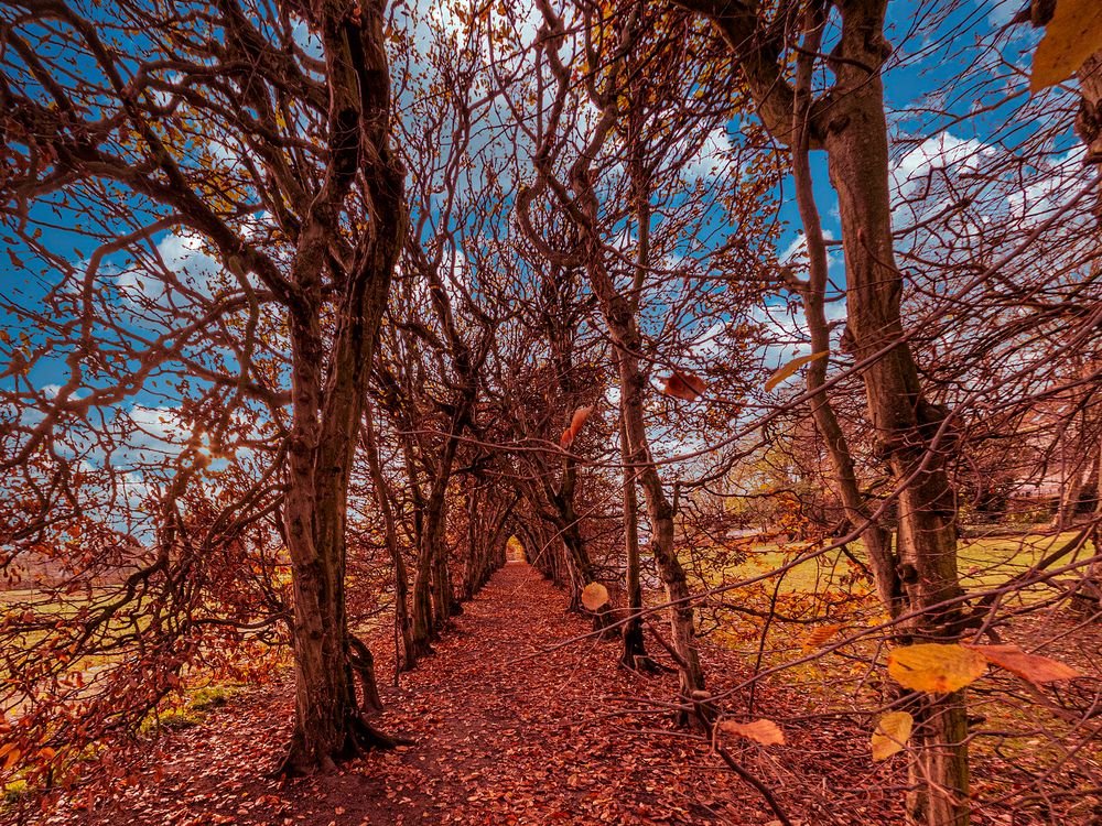 Herbstliche Hainbuchenallee  am Schloss Landestrost in Neustadt am Rübenberg