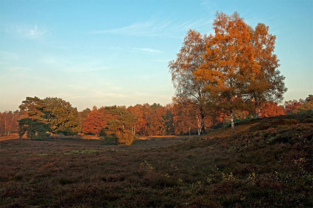 Herbstliche Heide