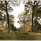 ~ Herbstliche Heidelandschaft ~