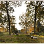 ~ Herbstliche Heidelandschaft ~