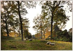 ~ Herbstliche Heidelandschaft ~