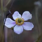 herbstliche Herbst-Anemone I