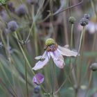 herbstliche Herbst-Anemone II