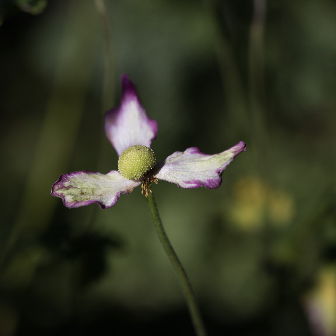 herbstliche Herbst-Anemone III