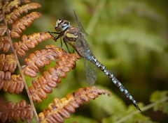 herbstliche herbst-mosaikjungfer