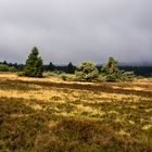 herbstliche Hochheide