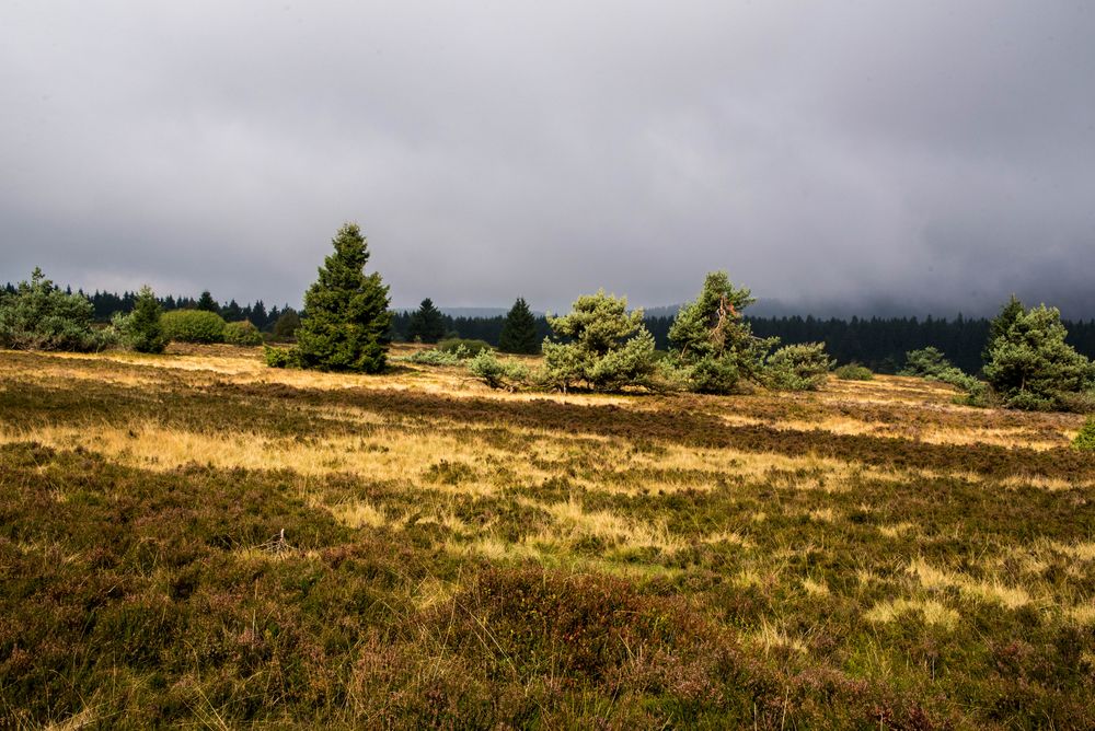 herbstliche Hochheide