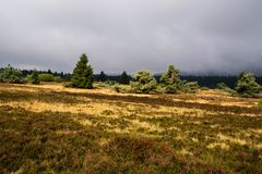 herbstliche Hochheide