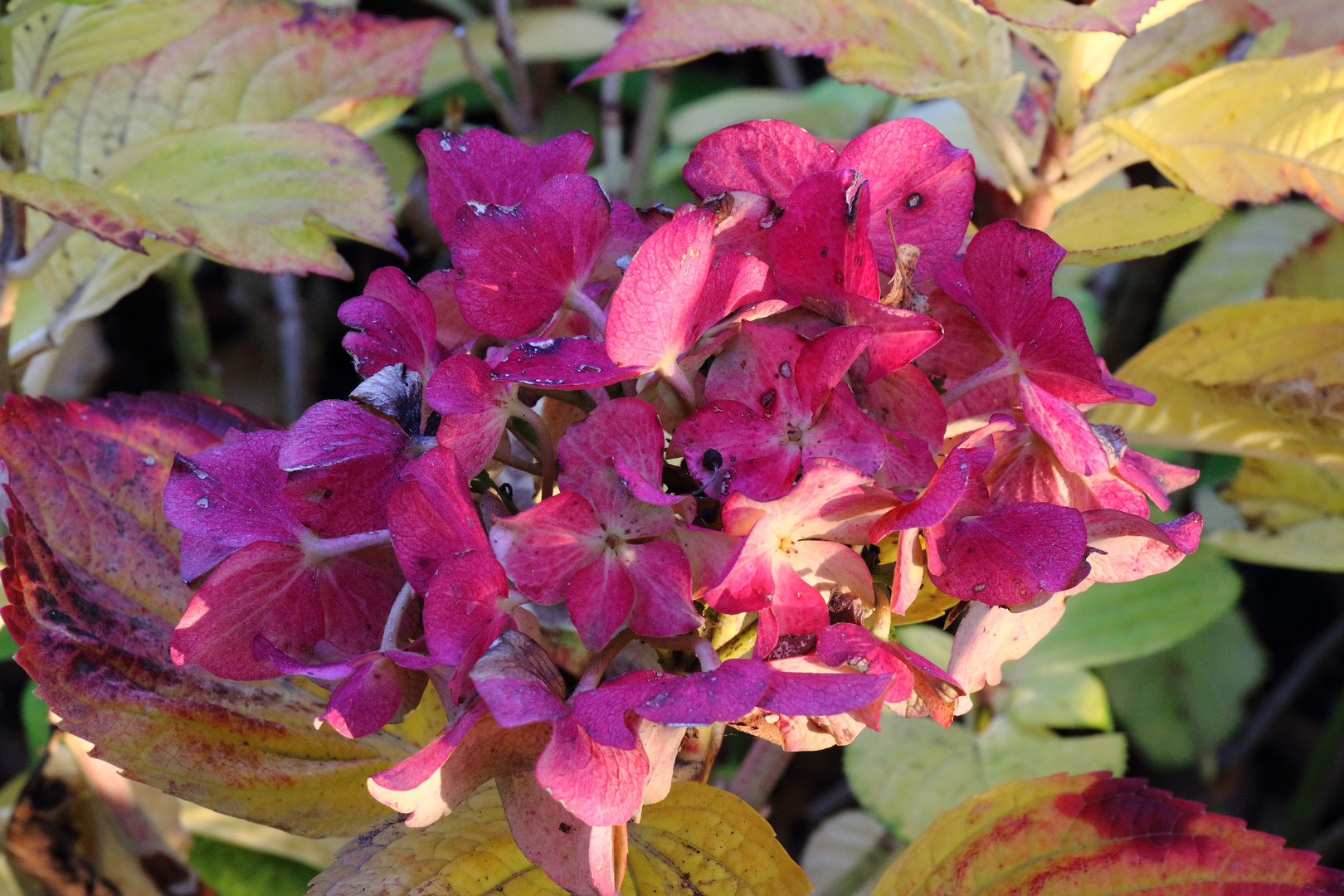 Herbstliche Hortensien