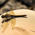 Herbstliche "Hosen"-Libelle