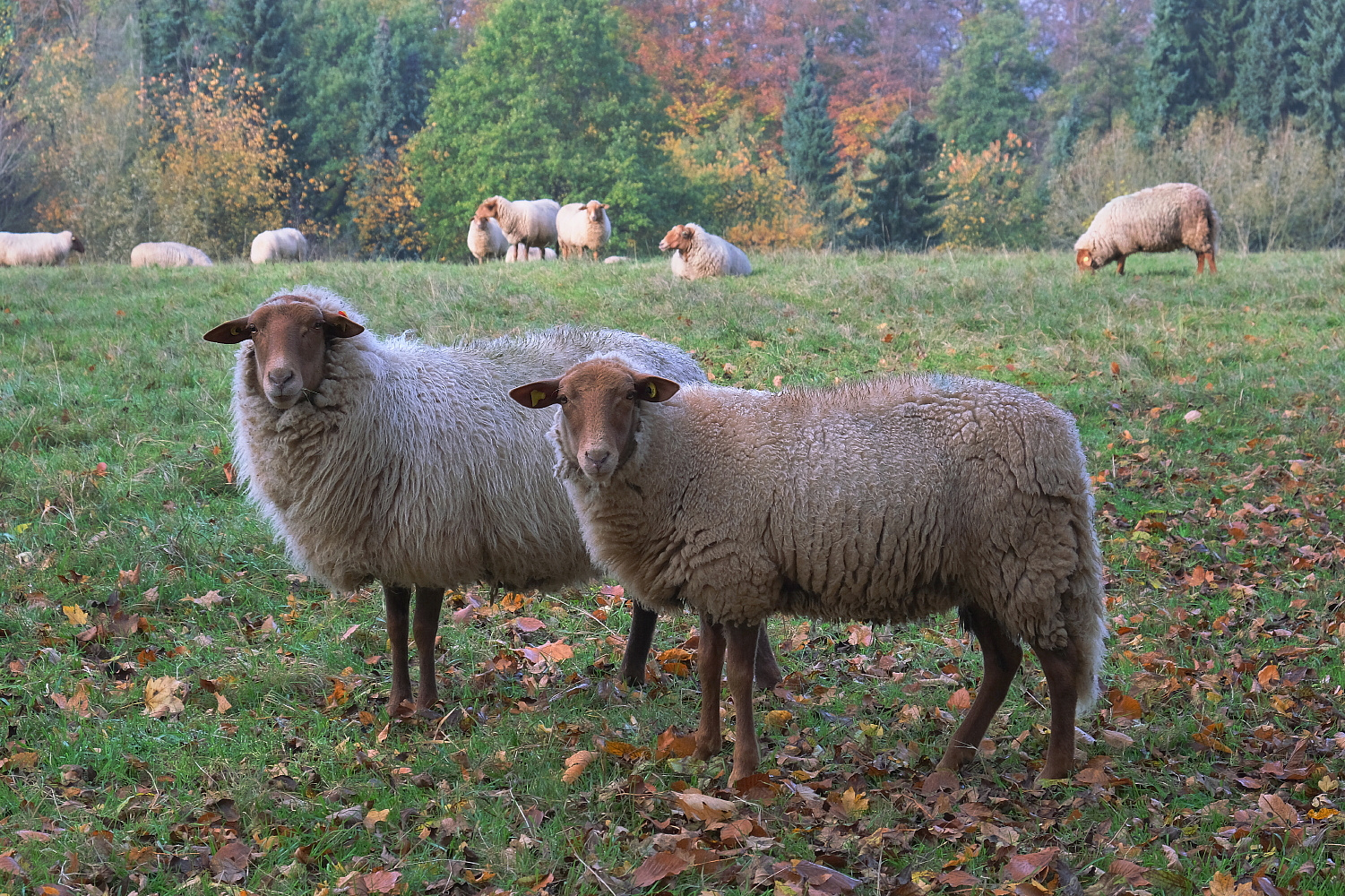 Herbstliche Idylle