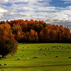 Herbstliche Idylle