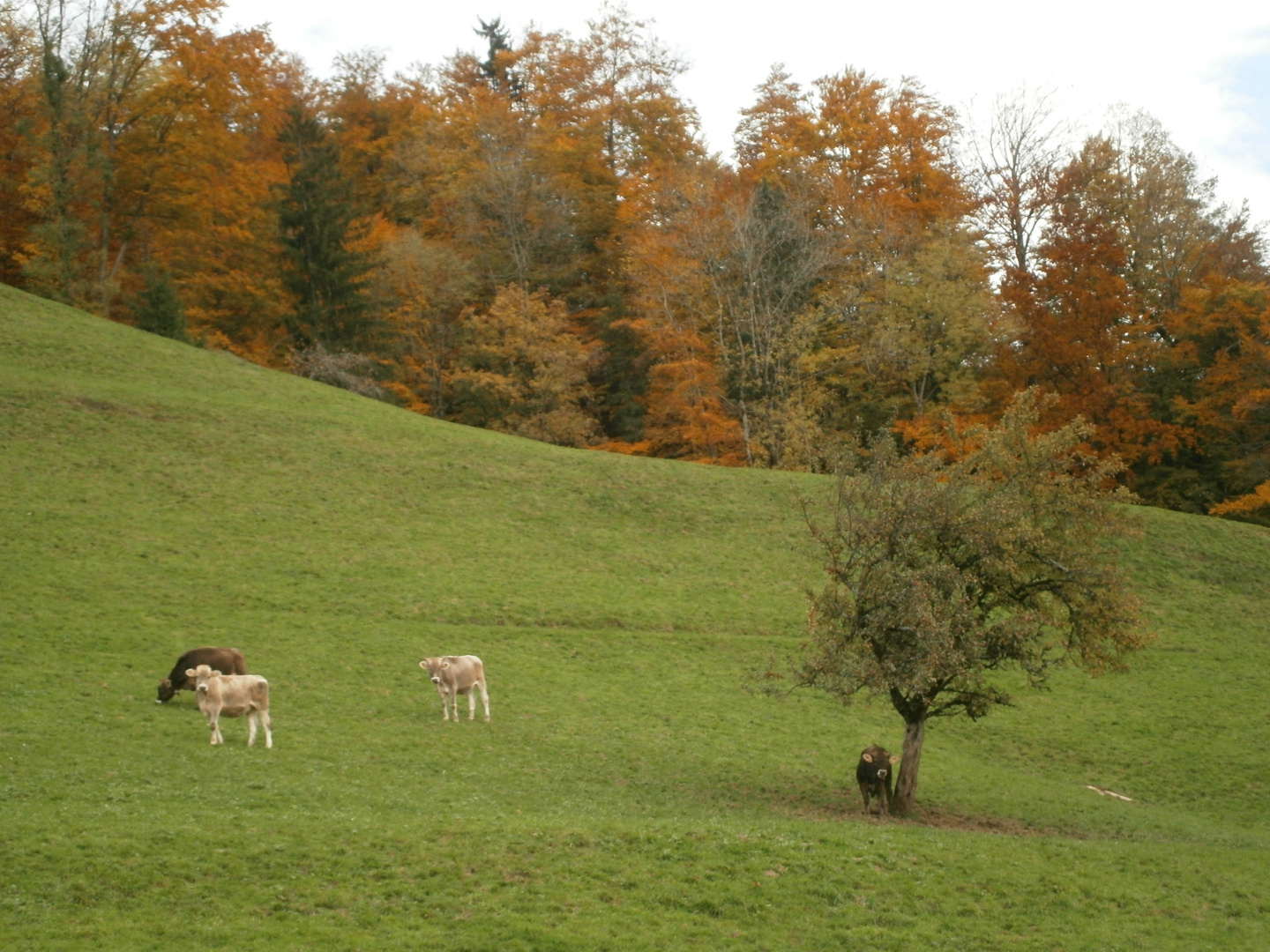 herbstliche idylle