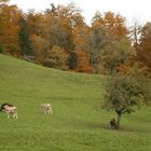 herbstliche idylle