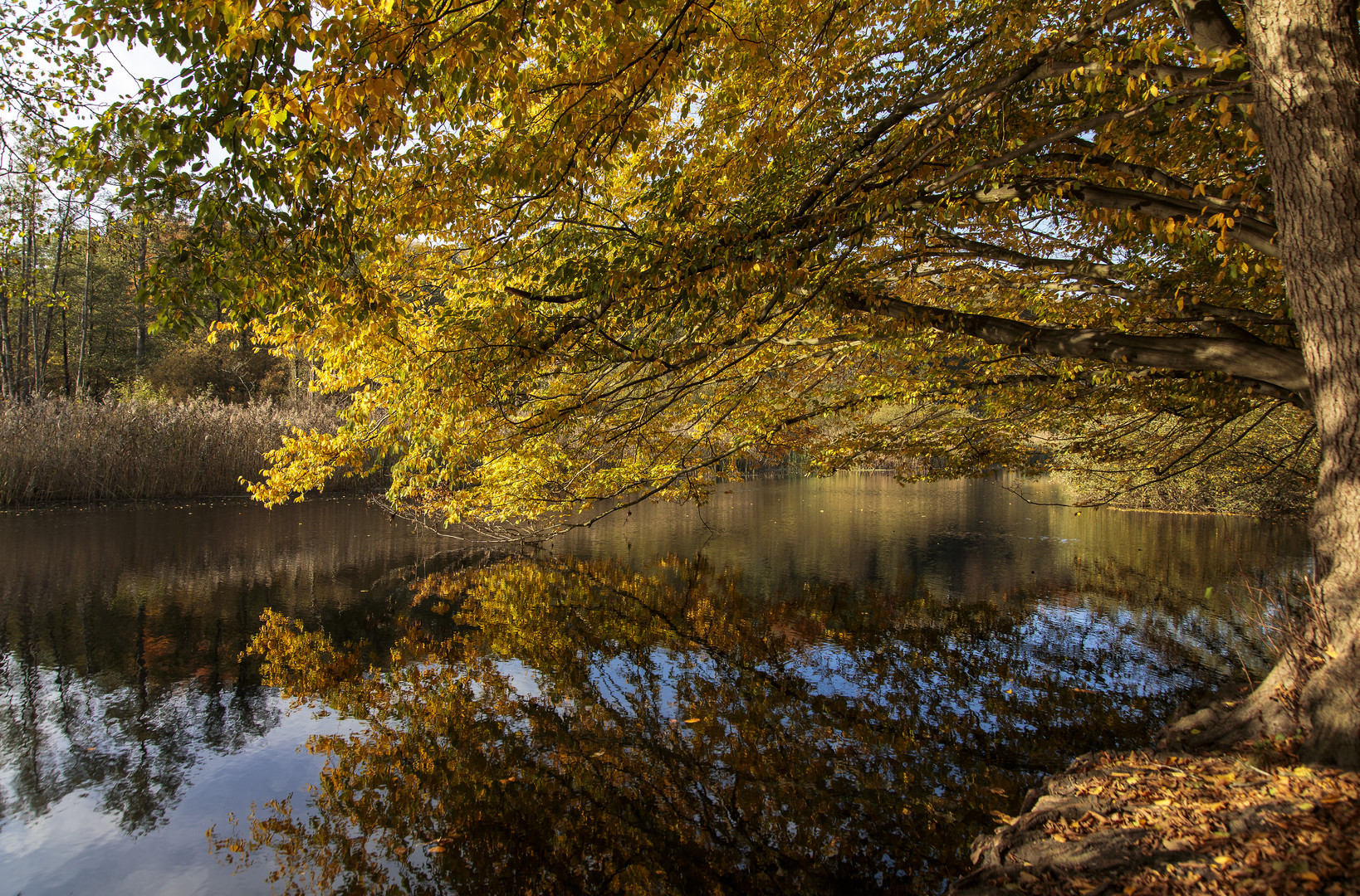 Herbstliche Idylle...