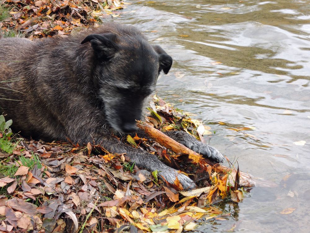 Herbstliche Idylle am See.