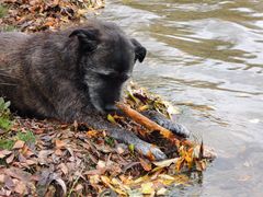 Herbstliche Idylle am See.