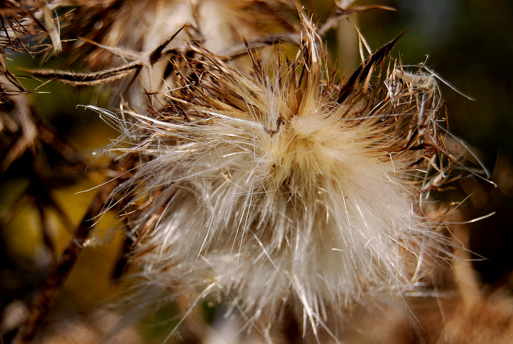 Herbstliche Impresionen