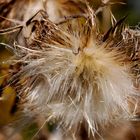 Herbstliche Impresionen