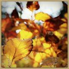 ... herbstliche Impression ...