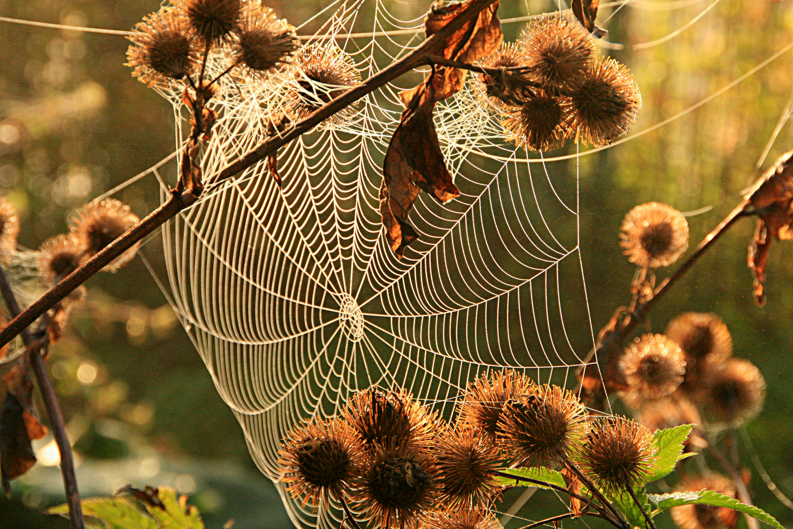 herbstliche Impression