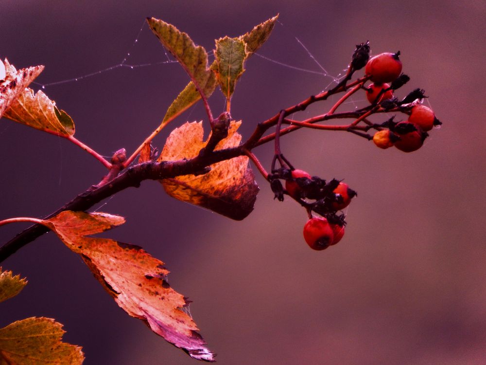 Herbstliche Impression