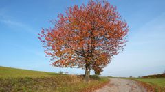 Herbstliche Impression (3)