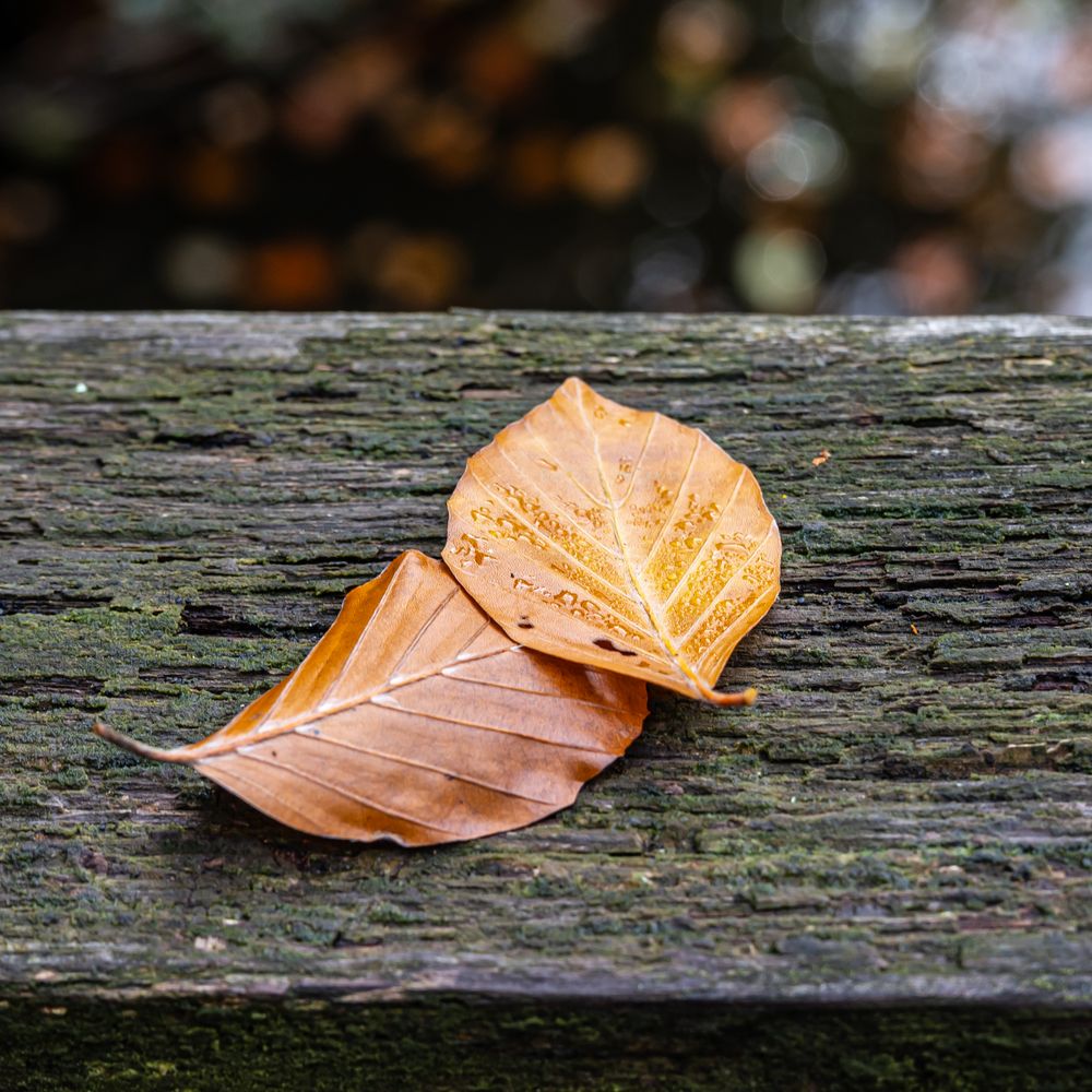 Herbstliche Impression