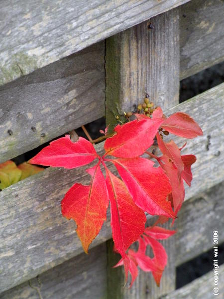 Herbstliche Impression