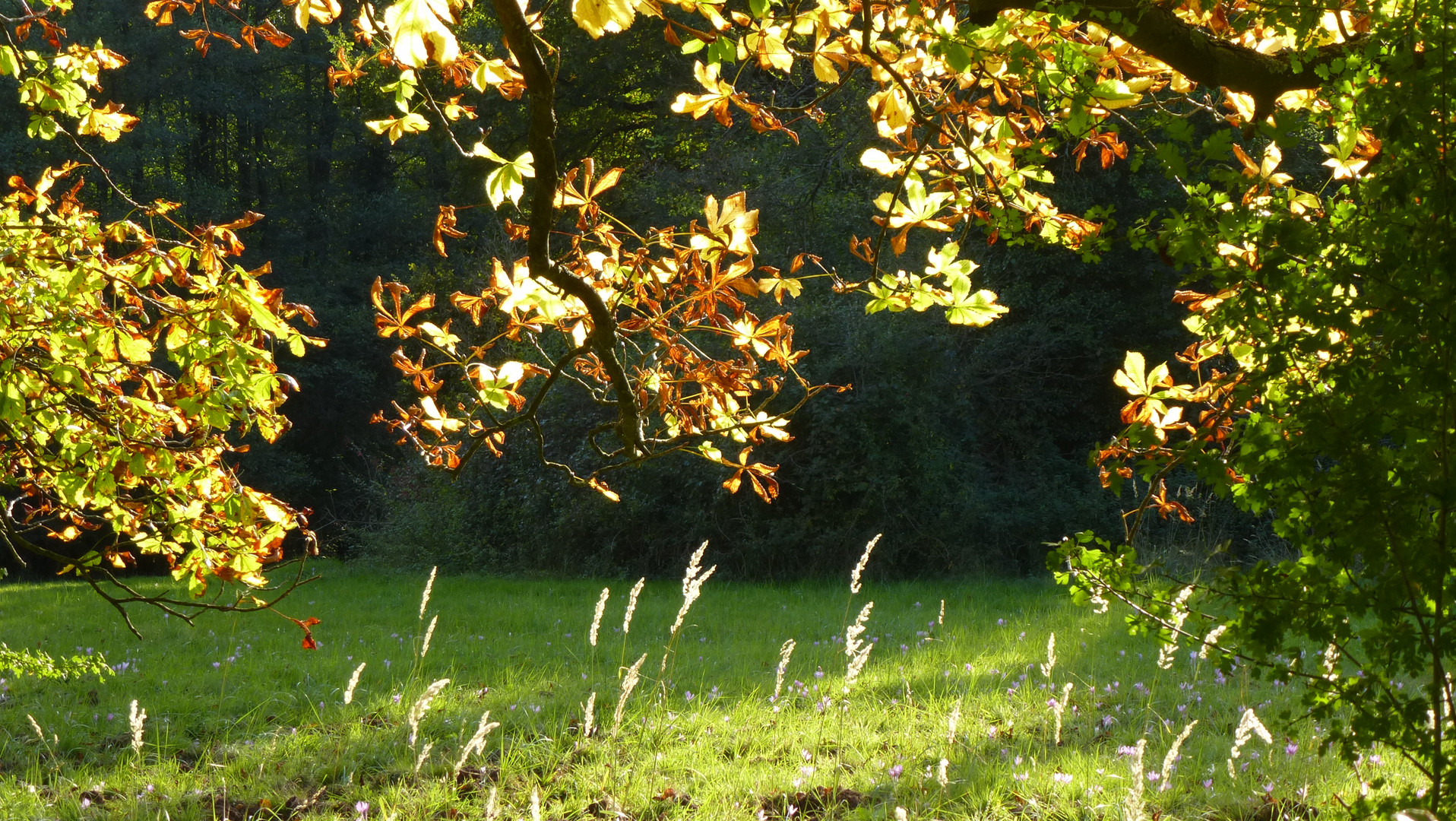 Herbstliche Impression (9)