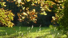 Herbstliche Impression (9)