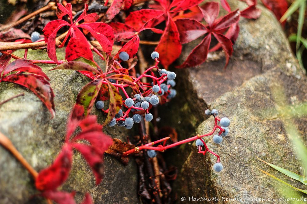 herbstliche Impression