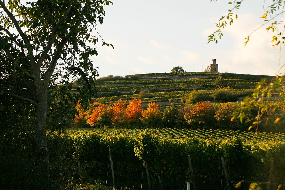 Herbstliche Impression an der Weinstraße - Blick zum Flaggenturm -