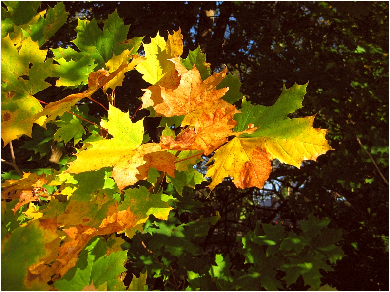 Herbstliche Impression