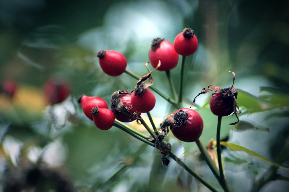 herbstliche Impression eines Spaziergangs :-)