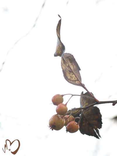 herbstliche Impression