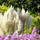 Herbstliche Impression in der Bonner Rheinaue