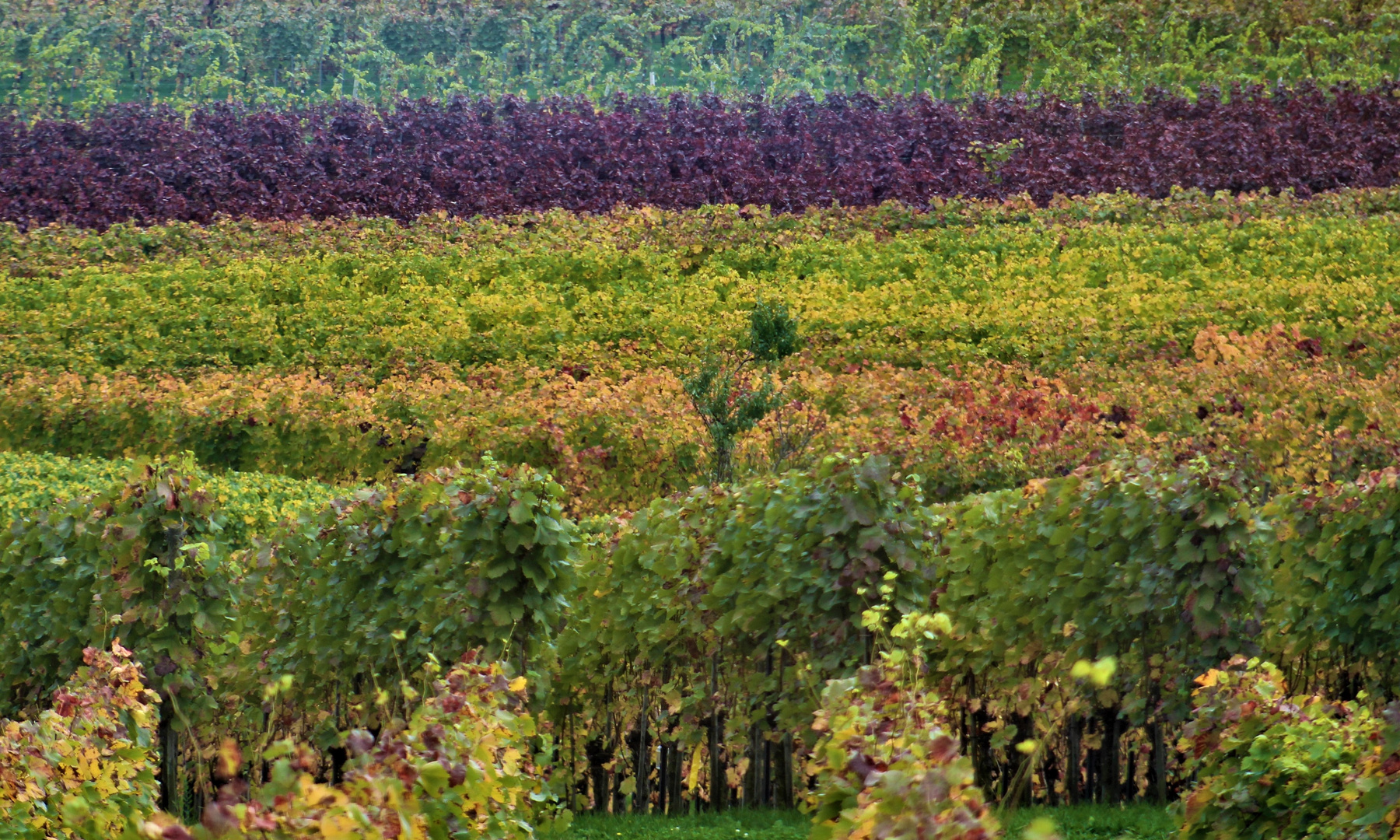 herbstliche Impressionen 