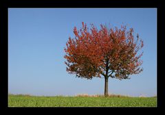 herbstliche Impressionen #01