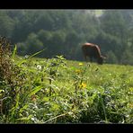 herbstliche Impressionen #03