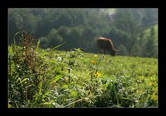 herbstliche Impressionen #03