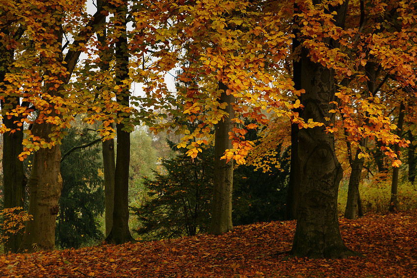 Herbstliche Impressionen